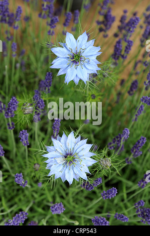 Fleurs de nigelle Nigella damascena Love-dans-le-mist Banque D'Images