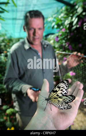 Homme avec un arbre blanc papillon nymphe au butterfly house au château de Berkeley, Gloucestershire UK Banque D'Images