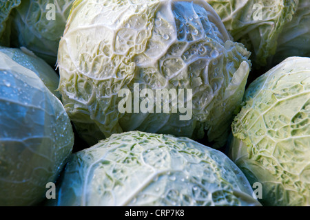 Chefs de chou (Brassica oleracea L. var. capitata) dans le centre de Florence Mercato di Sant'Ambrogio Banque D'Images