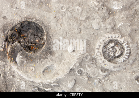 Fossiles d'ammonites sur la célèbre plage fossile Charmouth, Dorset, UK. Banque D'Images