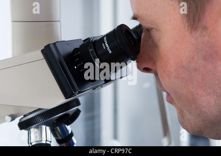 Un médecin vérifie un échantillon de sperme au microscope. Banque D'Images