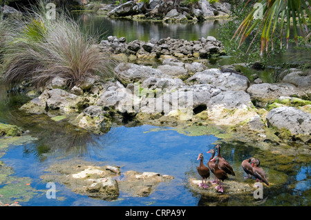 Un troupeau de canards (sifflement) pijiji se prélasser au soleil tout en un iguane regarde au-dessus d'eux dans la région de Riviera Maya Mexique Banque D'Images