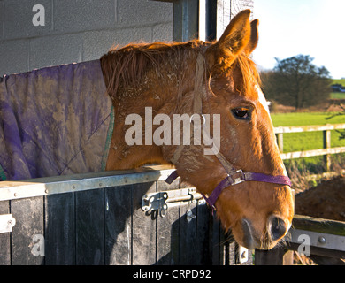 À cheval sur une porte de l'écurie. Banque D'Images