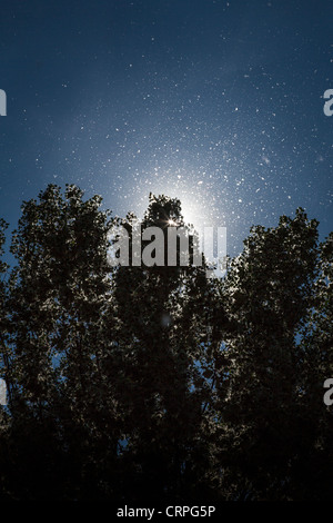 Neige d'été, l'argent des peupliers la libération des graines dans le ciel bleu, le Milan Banque D'Images