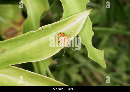 Nymphe bug Shield Banque D'Images