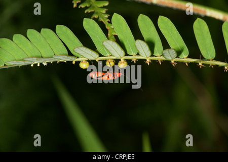 Bug asclépiade Banque D'Images