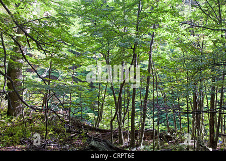 Forêt de hêtres dans la vallée Ascencio dans le Torres del Paine Banque D'Images