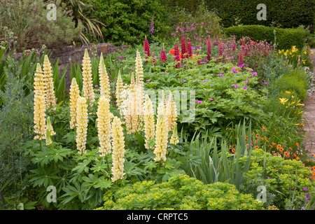 Lupins dans un jardin d'été coloré frontière, Angleterre, Royaume-Uni Banque D'Images