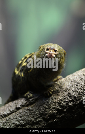 Close-up portrait d'un très petit et très mignon ouistiti pygmée Banque D'Images