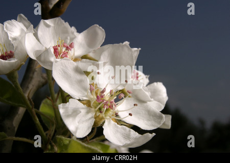 Photo : Steev Race - la fleur du poirier (Pyrus communis), la variété 'Flor de Invierno', Catalunya, Espagne. Banque D'Images