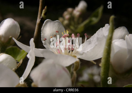 Photo : Steev Race - la fleur du poirier (Pyrus communis), la variété 'Flor de Invierno', Catalunya, Espagne. Banque D'Images