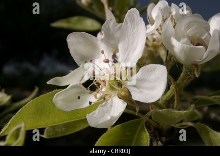 Photo : Steev Race - la fleur du poirier (Pyrus communis), la variété 'Flor de Invierno', Catalunya, Espagne. Banque D'Images