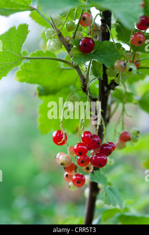 Groseilles sur bush close up. Banque D'Images