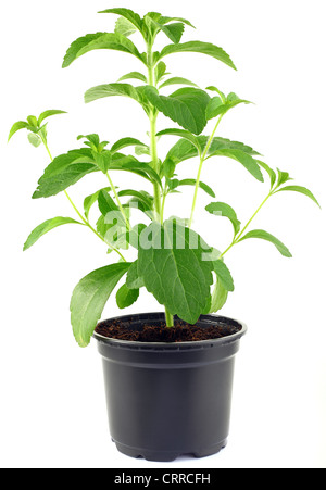 Stevia Rebaudiana (plante en pot de fleurs isolé sur fond blanc Banque D'Images