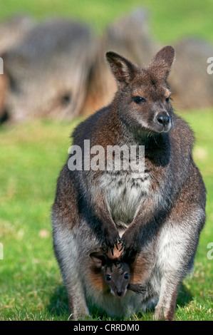 Bennett'S WALLABIE MICROPUS RUFOGISEUS AVEC JOEY Banque D'Images