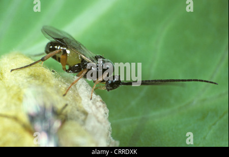 Braconides (Une guêpe Cotesia glomerata) wasp nouveaux adulte sur le cocon de nymphose Banque D'Images