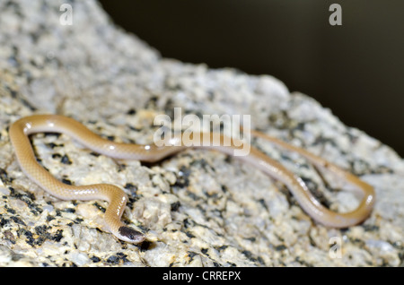 Serpent à tête noire des Plaines, (Tantilla nigriceps), comté de Socorro, Nouveau Mexique, USA. Banque D'Images