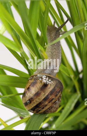 Escargot Cornu aspersum grimpant sur l'herbe Banque D'Images