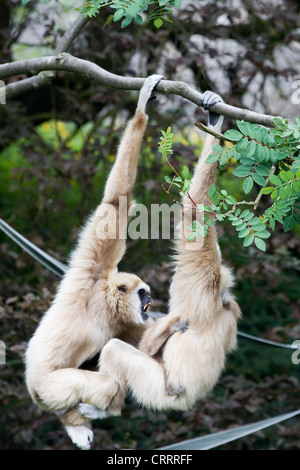 Jeu de singe sur des cordes en captivité pour la mère et le bébé singe Chlorocebus pygerythrus Black-Faced Banque D'Images