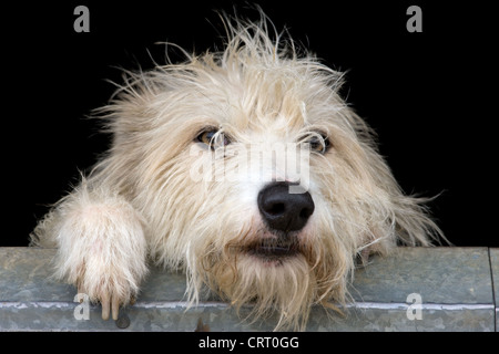 Scruffy Lurcher chien à la recherche sur une porte de l'écurie Banque D'Images