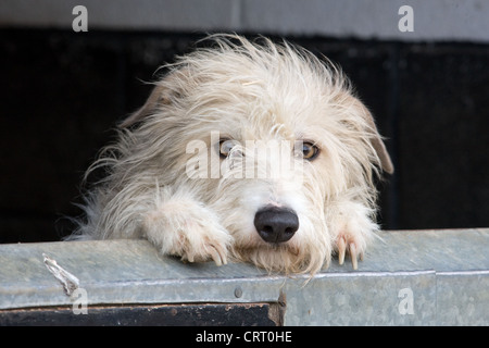 Scruffy Lurcher chien à la recherche sur une porte de l'écurie Banque D'Images