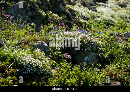 Campion et la mer d'autres fleurs sauvages, Skomer, dans le sud du Pays de Galles, Royaume-Uni Banque D'Images