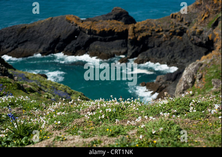 Campion Silene uniflora, la mer, l'île de Skomer Bull, trou, dans le sud du Pays de Galles, Royaume-Uni Banque D'Images