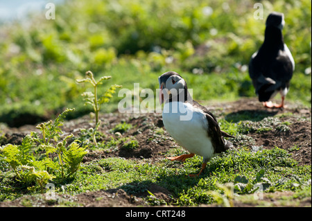 Macareux moine, Fratercula arctica, Skomer, dans le sud du Pays de Galles, Royaume-Uni Banque D'Images