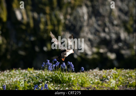 Macareux moine, Fratercula arctica, en vol, Skomer, dans le sud du Pays de Galles, Royaume-Uni Banque D'Images