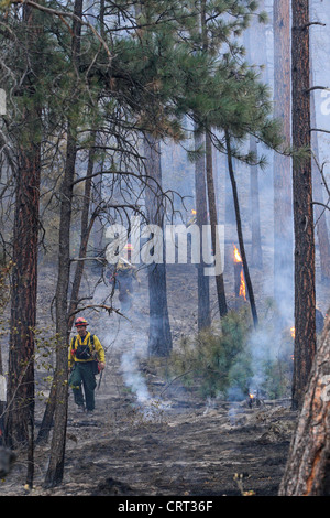 U.S. Forest Service membres de l'équipe incendie lutter contre un incendie de forêt près de Bonner, Montana, USA. Banque D'Images