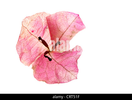 Fleurs de bougainvilliers isolé sur fond blanc Banque D'Images