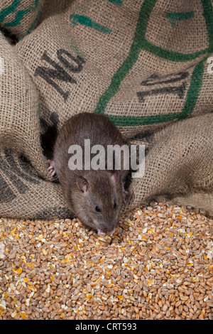 Rat surmulot (Rattus norvegicus). Les jeunes de l'alimentation animale des grains de blé et de maïs de sacs de céréales renversé de Hesse. Banque D'Images