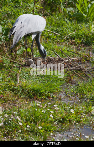 Grue demoiselle (Anthropoides virgo). Femme debout sur le nid sur le point de tourner les oeufs. Un nid pour les espèces. Banque D'Images