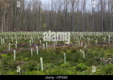 Chêne (Quercus robur). Les jeunes arbres, transplantés et protégé par des gardiens de l'arbre en plastique. Banque D'Images