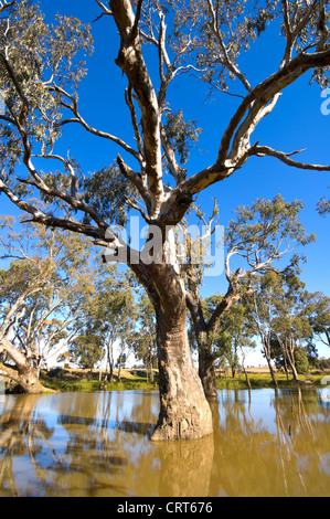 Red River Gum Tree, Bullenbung Creek, près de Lockhart, New South Wales, Australie Banque D'Images