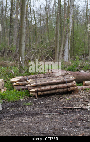 Les éclaircies des arbres forestiers abattus coupé en postes d'escrime. Lié par les courroies en métal, en attente de collecte. Le Norfolk. Domaine privé. Banque D'Images