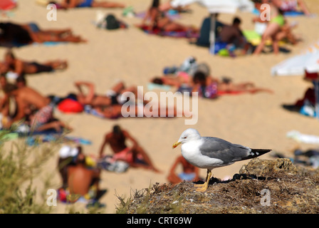 Seagull perché sur un rocher à Praia da Luz, Algarve, Portugal, Europe Banque D'Images