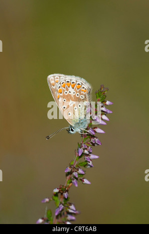 Un papillon bleu commun repose sur la floraison heather contre un arrière-plan propre Banque D'Images