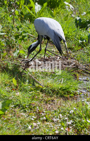 Grue demoiselle (Anthropoides virgo). Plus d'oiseaux nichent en incubation, tournant les œufs. Banque D'Images