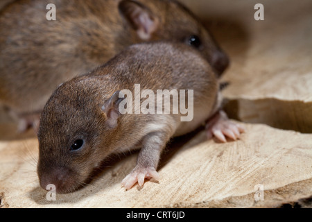 Rat surmulot (Rattus norvegicus). Les jeunes, 'petit', avec les yeux à s'ouvrir à 13 jours d'âge. Les jeunes plus âgés derrière, avec les yeux complètement ouverts. Banque D'Images