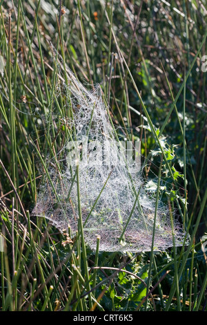 D'Araignée webs sur des bagues dans un champ Automne Poynton Cheshire Angleterre Banque D'Images