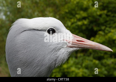 Bleu, Stanley ou grue de paradis (Anthropoides paradisea). Profil de la tête. Banque D'Images