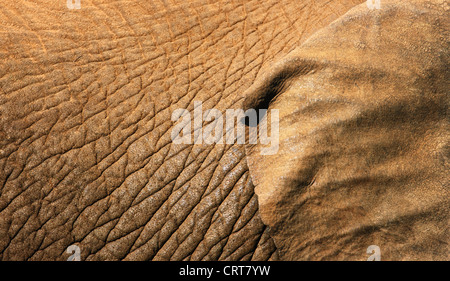 La texture de la peau de l'éléphant d'close-up avec une partie de l'oreille montrant (Addo Elephant National Park - Afrique du Sud) Banque D'Images