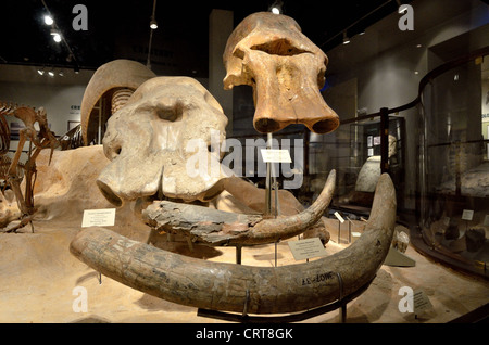 Défenses fossiles de mammouth colombien. Banque D'Images