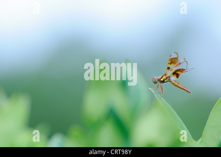 Wandering Glider ou Globe Skimmer libellule, Pantala flavescens Banque D'Images