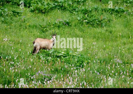 Un chamois paissant dans une prairie alpine Banque D'Images