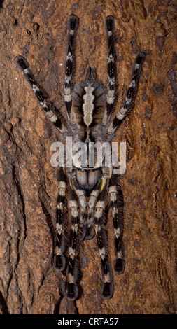 Ornement indien tarantula (Poecilotheria regalis) corps complet Banque D'Images