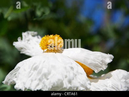 DOF peu profondes de centre d'Or et blanches Romneya coulteri, ISBN 2-07-059113-1 Coquelicot, fleur ou Fried-Egg Banque D'Images