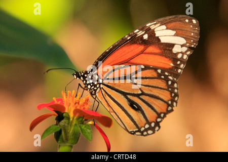 Tigre commun (papillon Danaus genutia) sur une fleur rouge Banque D'Images