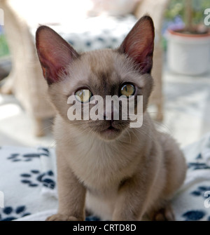 Croix birman chaton Asiatique Banque D'Images